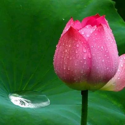 🍀🌹玫淼