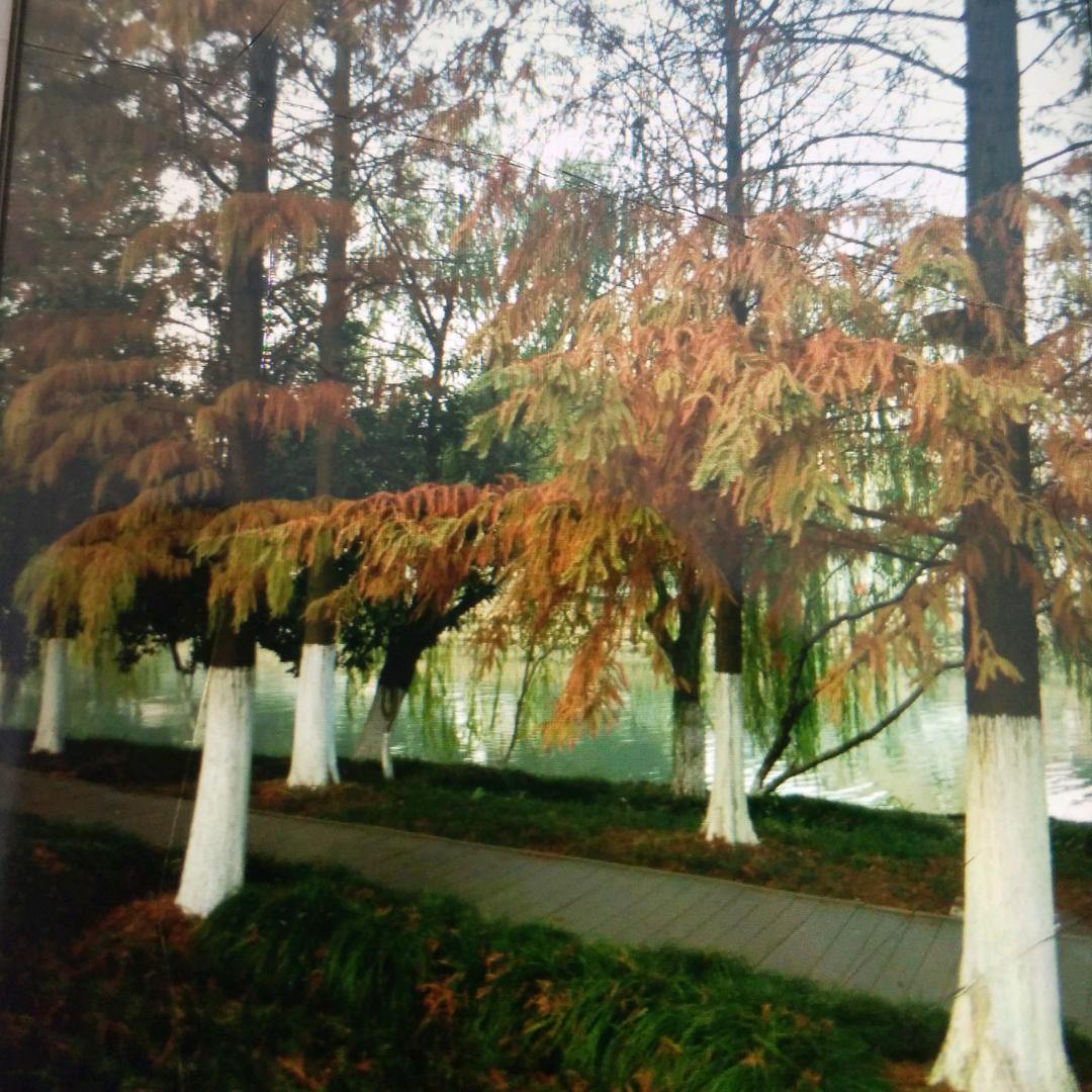 小彭小彭 无所不能