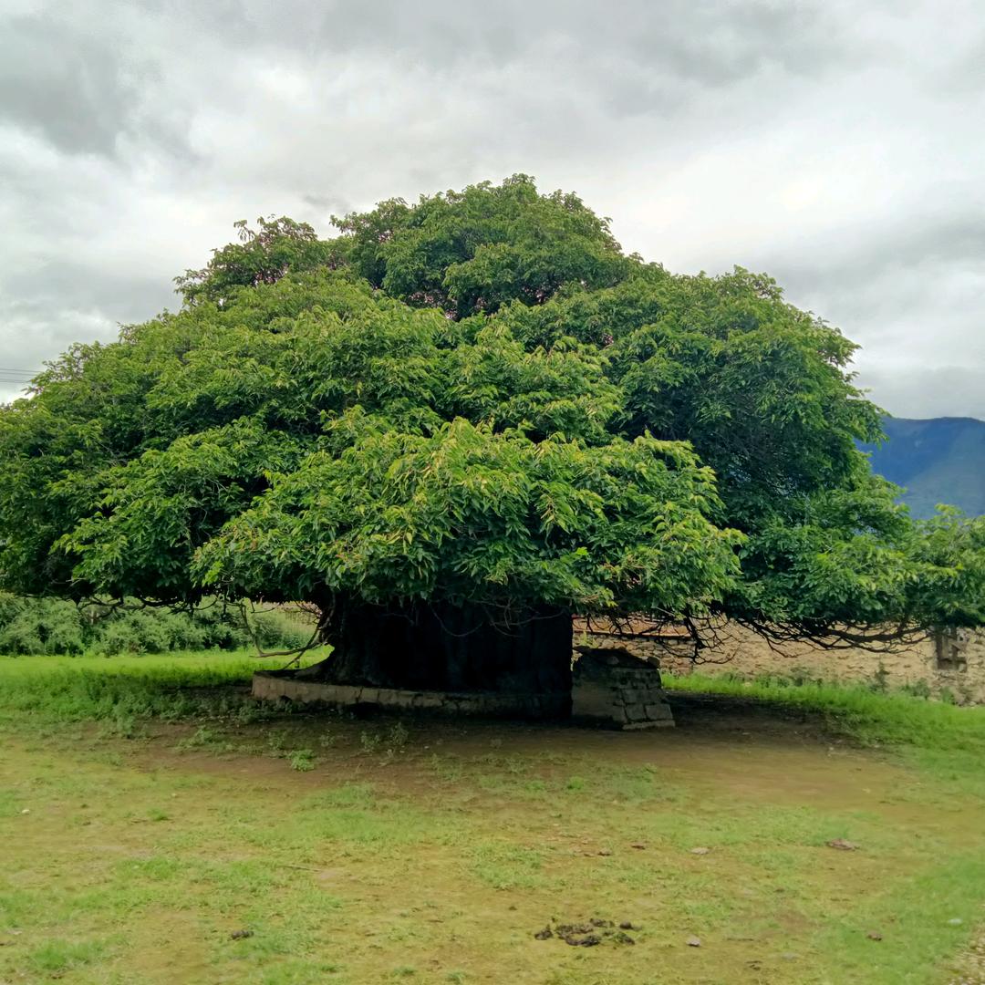 ཚེ་དབང་གྲགས་པ་།