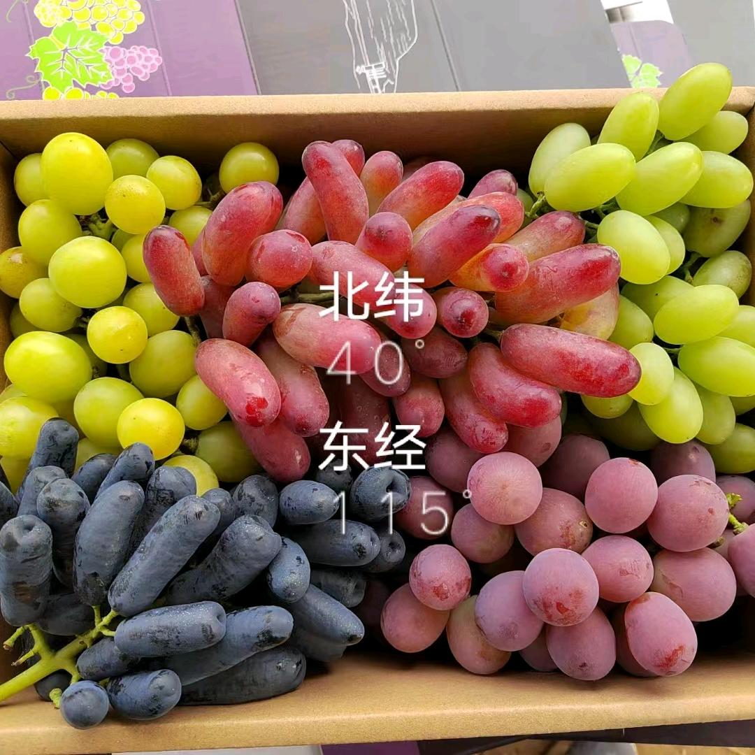 龙臻葡萄采摘园