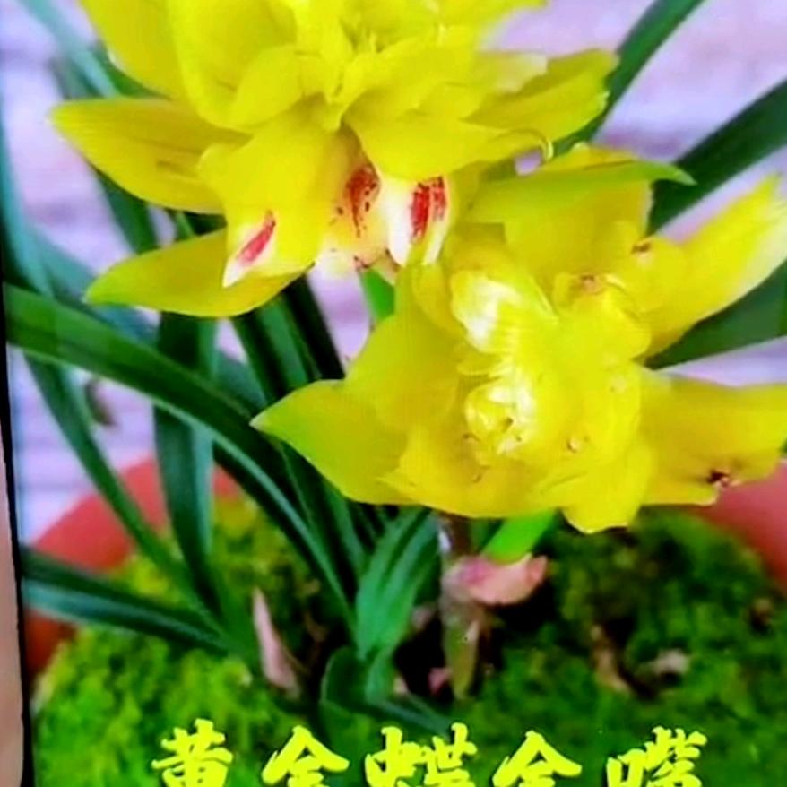 七月娇阳