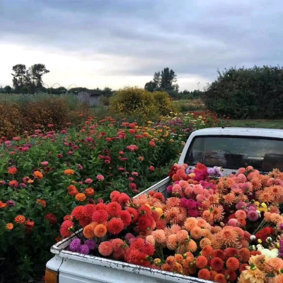 心之所项🍂