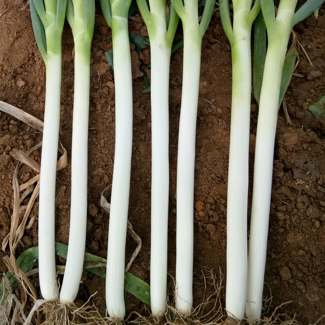 大葱基地代收  杰哥