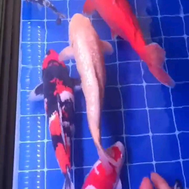 大志
