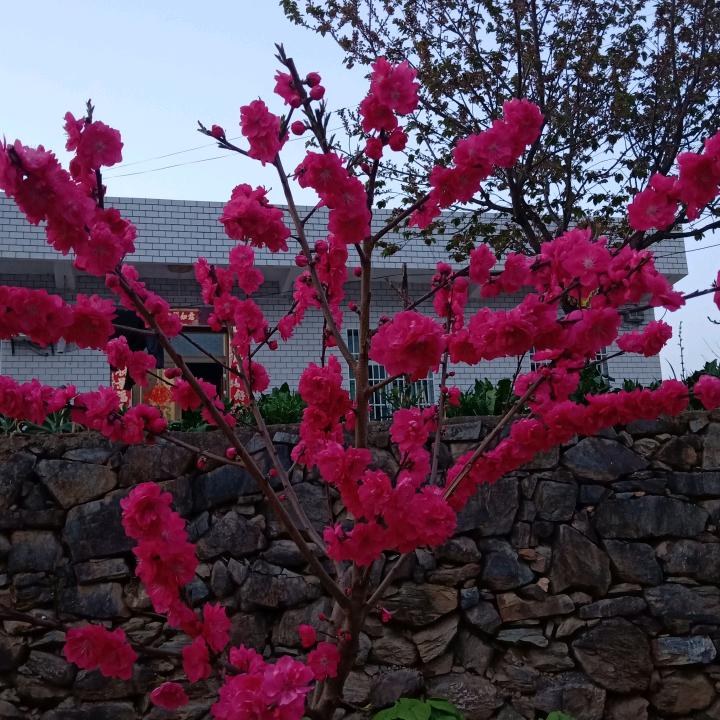 云淡风清