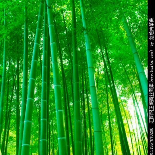 牛牛