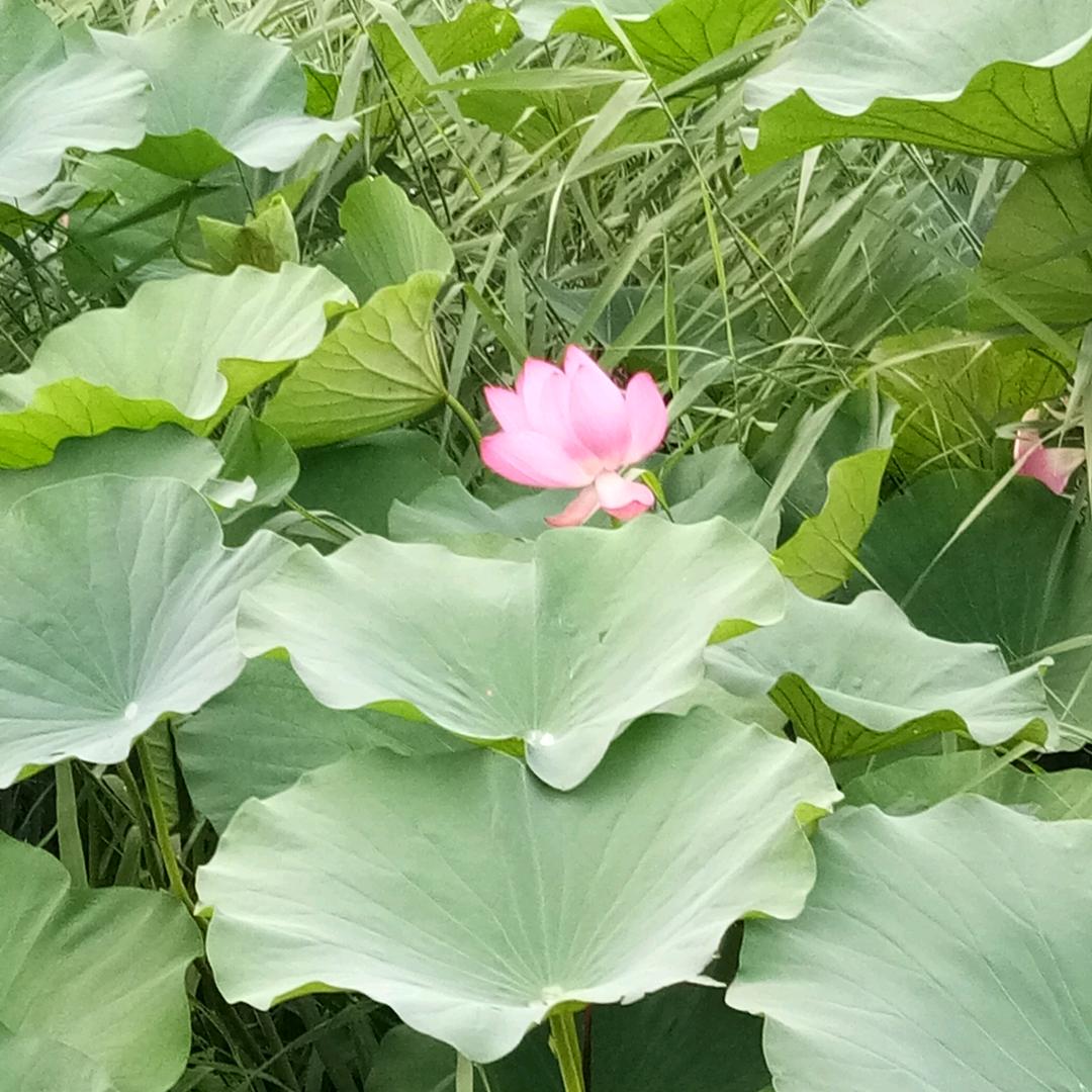 运河古韵