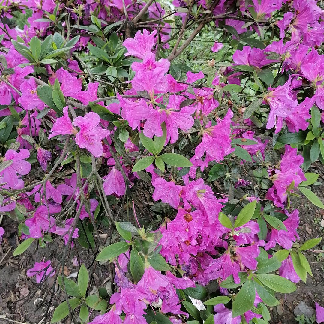 渣渣