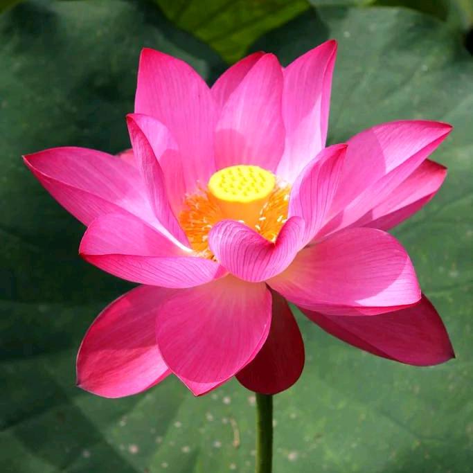 玲雨杰花卉绿植