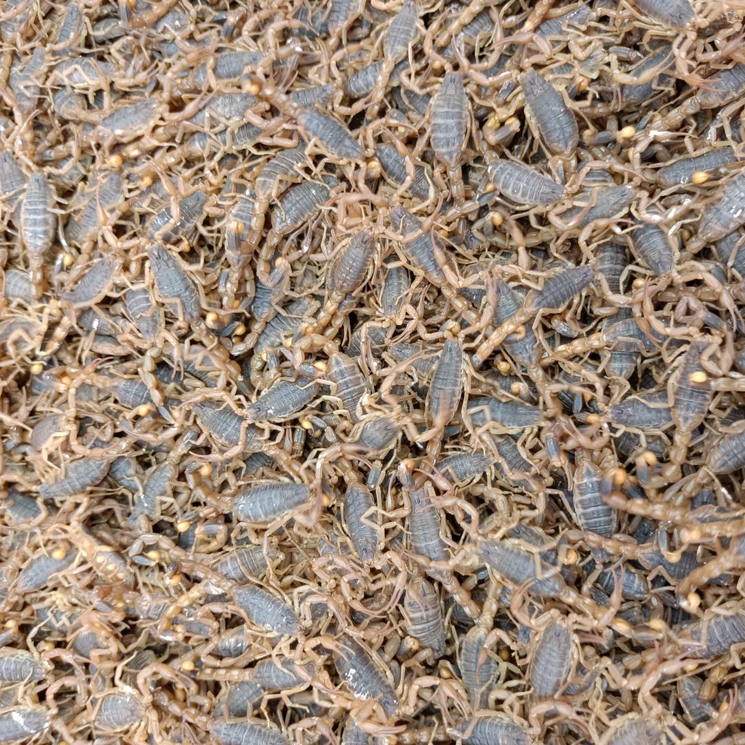 蝎子黄粉虫养殖