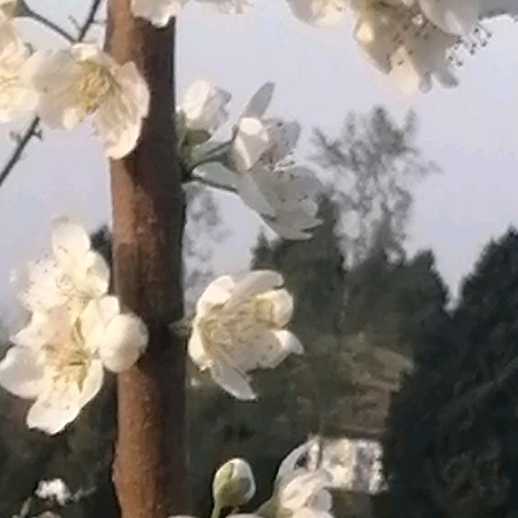 向红生
