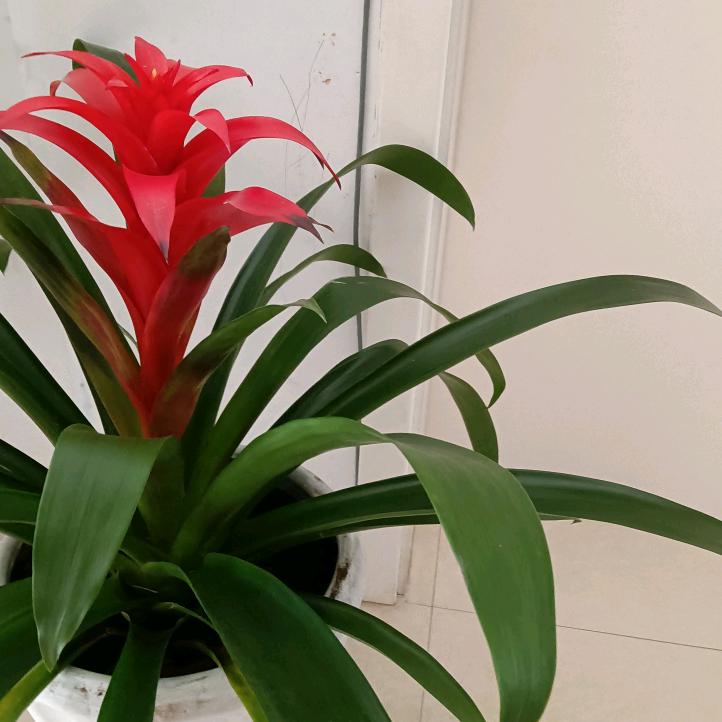 乾坤红罗（善道）