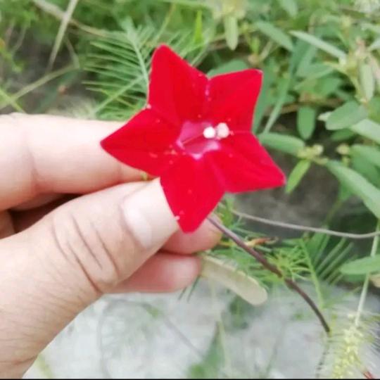 徐新华
