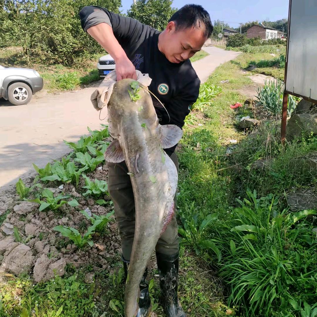 黄棒钓鱼哥（不锈钢制品）