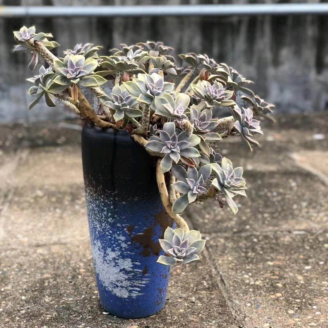 拾贰花盆