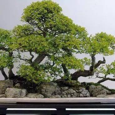 赏金石艺(奇石花盆批发)