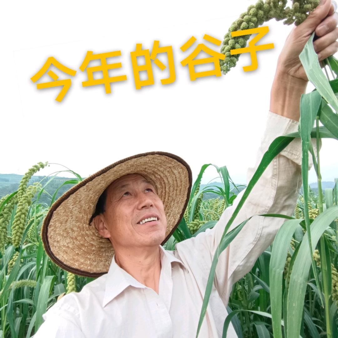 碾磨山村.山西.阳城小米