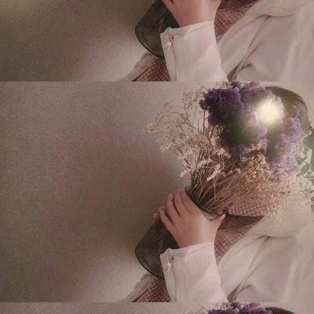 鸽子🕊