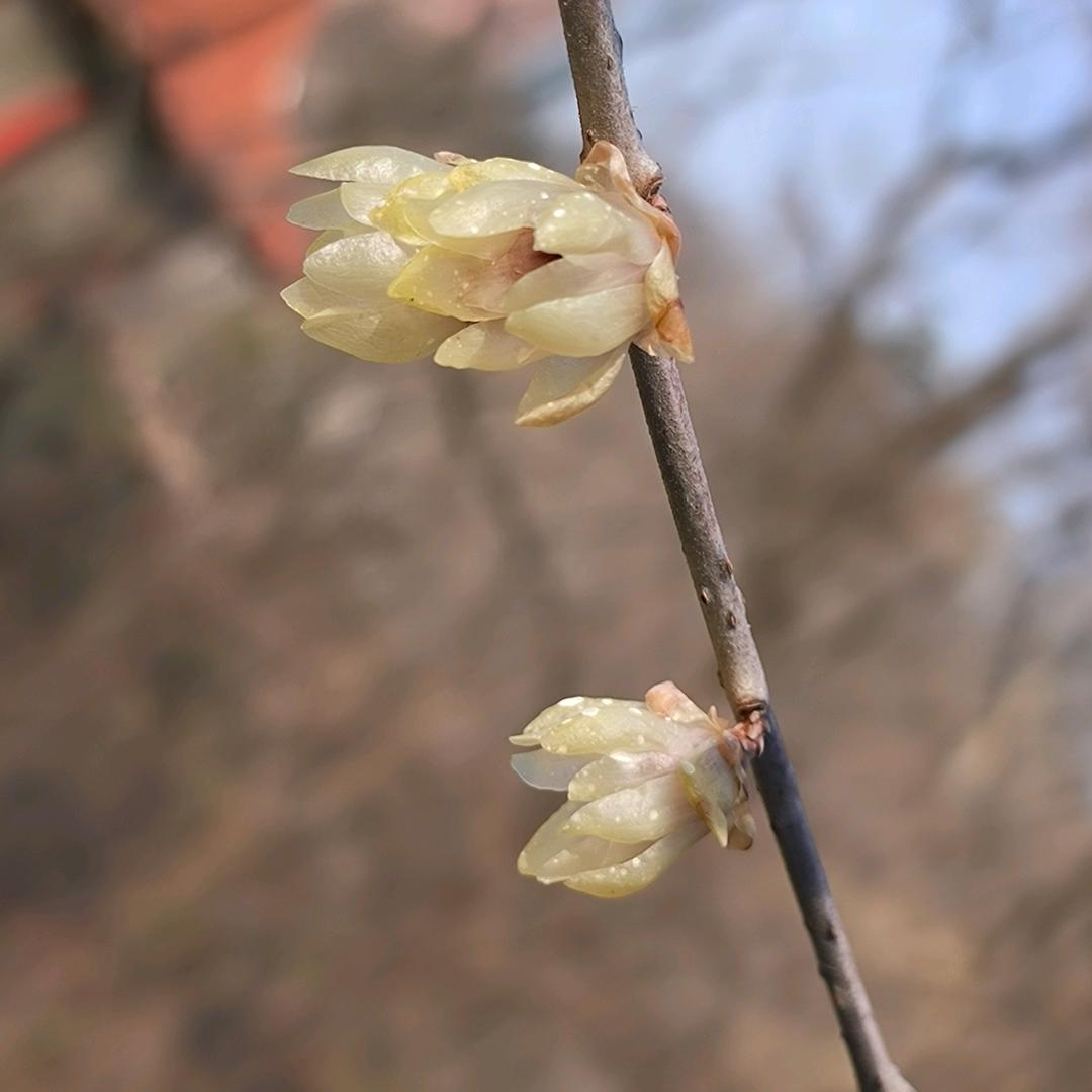 花知春意