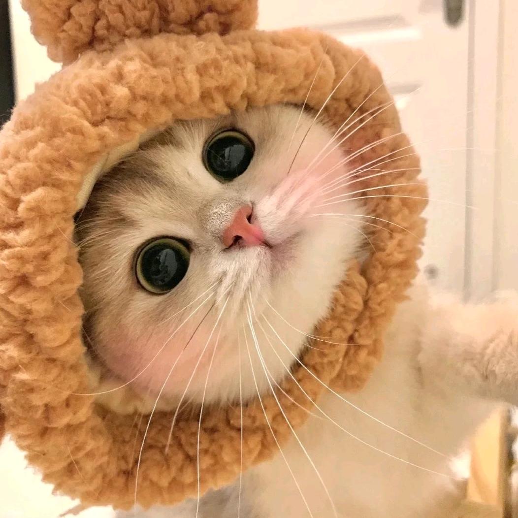 萌宠治愈馆✨