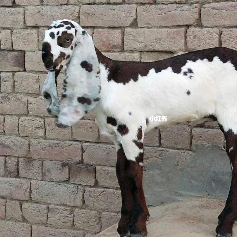 旭隆种养殖合作社