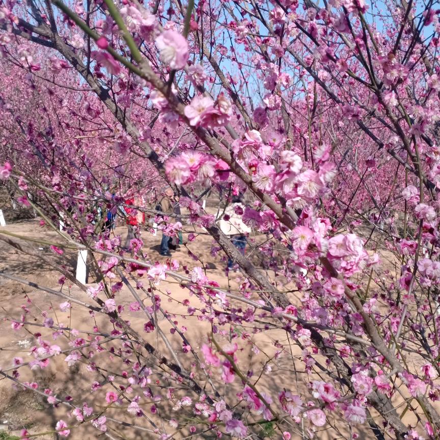 九月菊