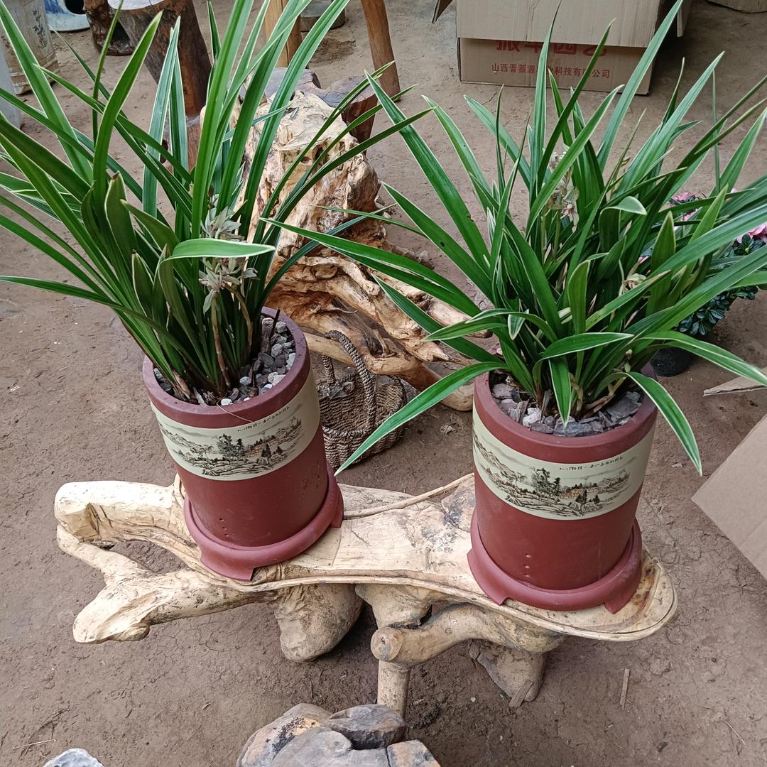 型庄花卉