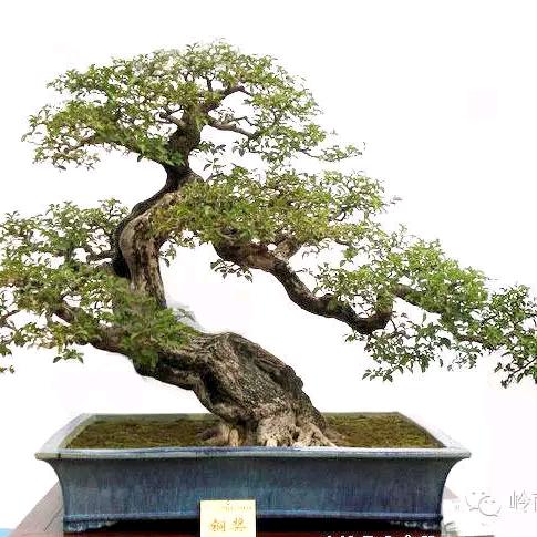 江川区安化清香盆景园