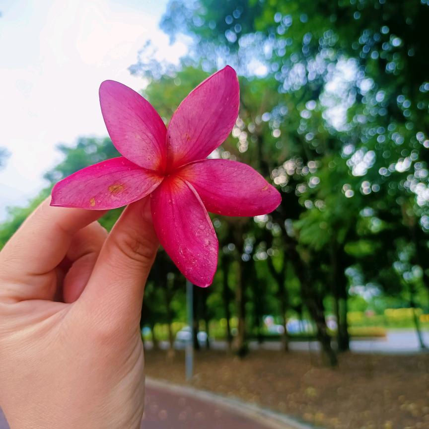燕子三角梅花卉