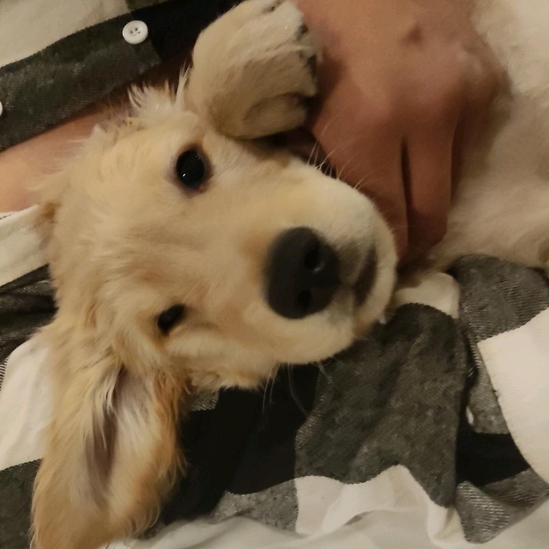 奶豆是只大黄狗