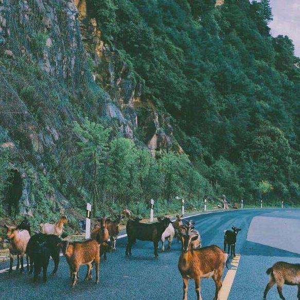 林老板的快乐生活(✪▽✪)