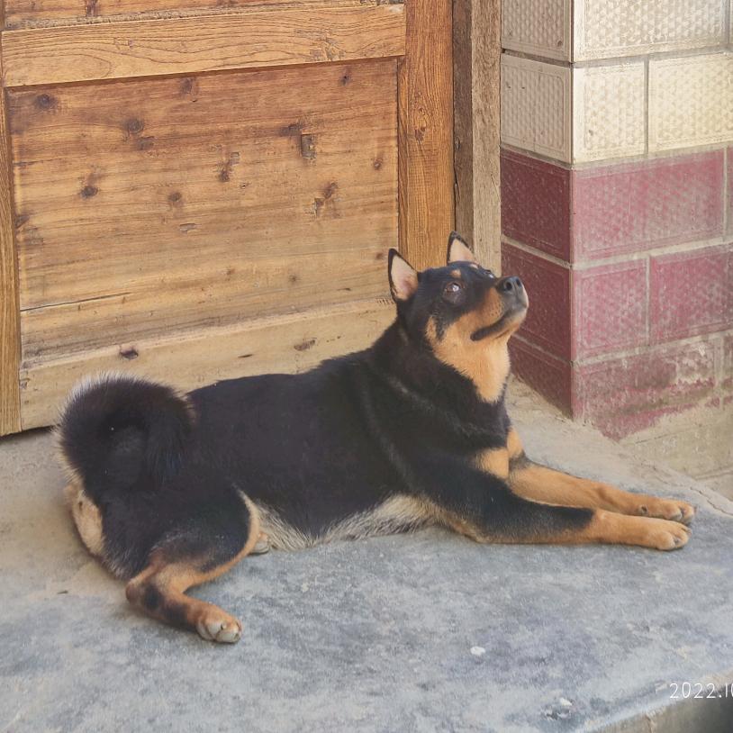 阿杜的田园犬