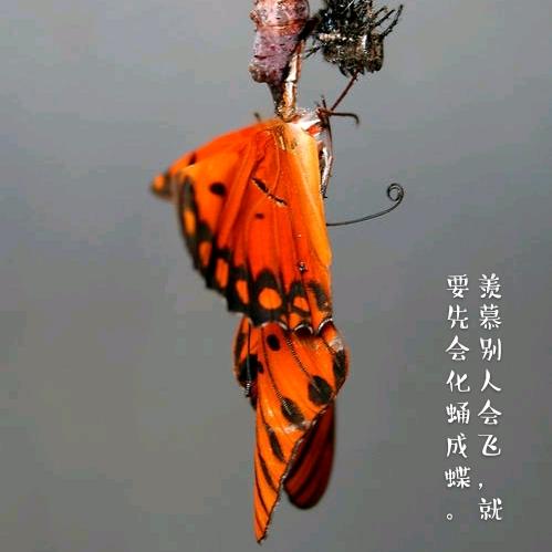 蝶儿飞