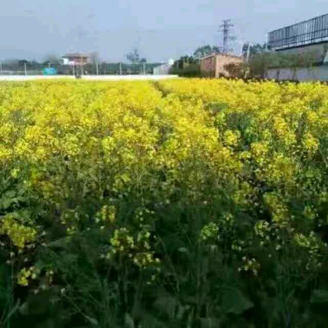 乡村小荣