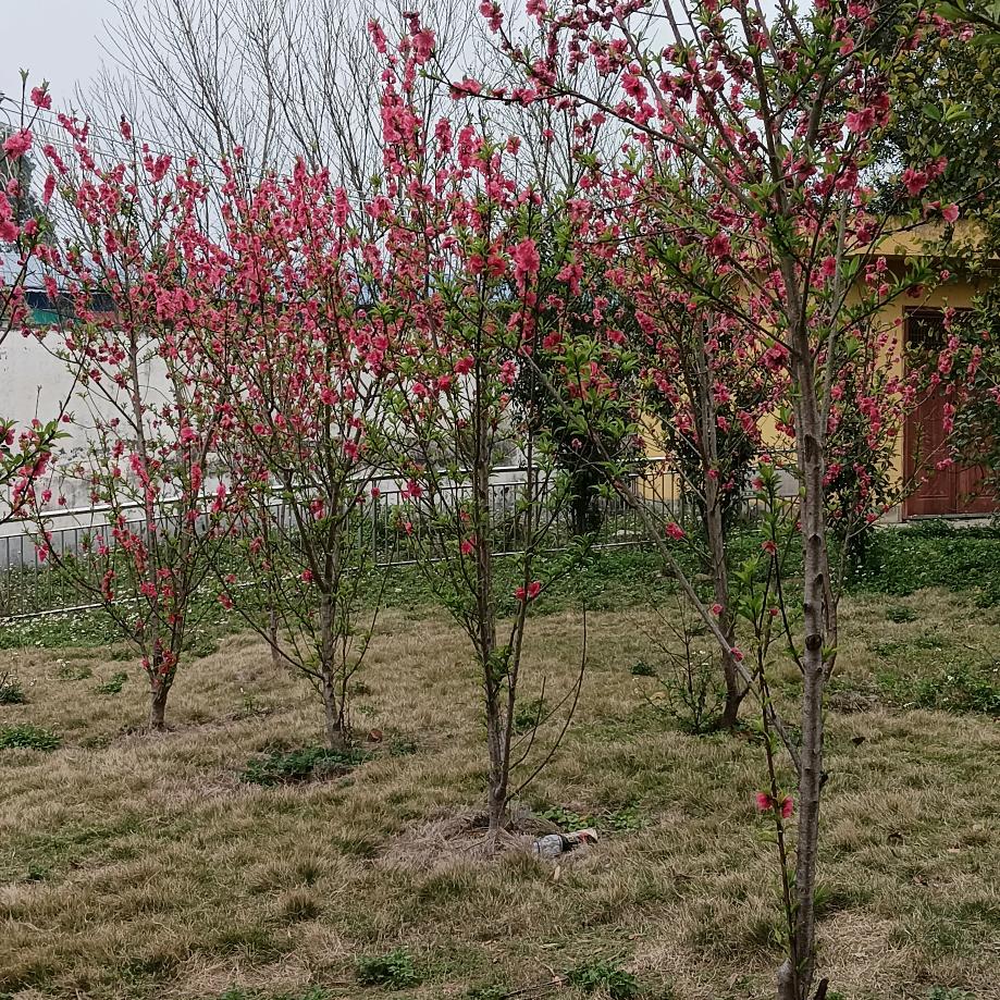 小蜜糖(拒绝私聊)