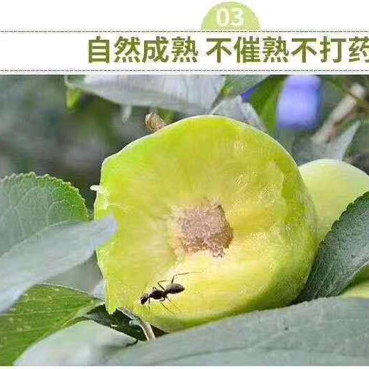 抖灵儿