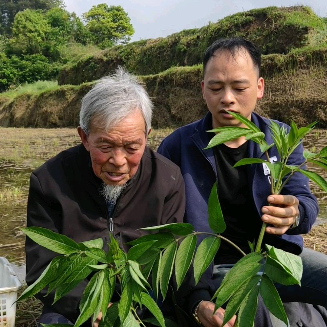 麻江县贤昌金氏佰草