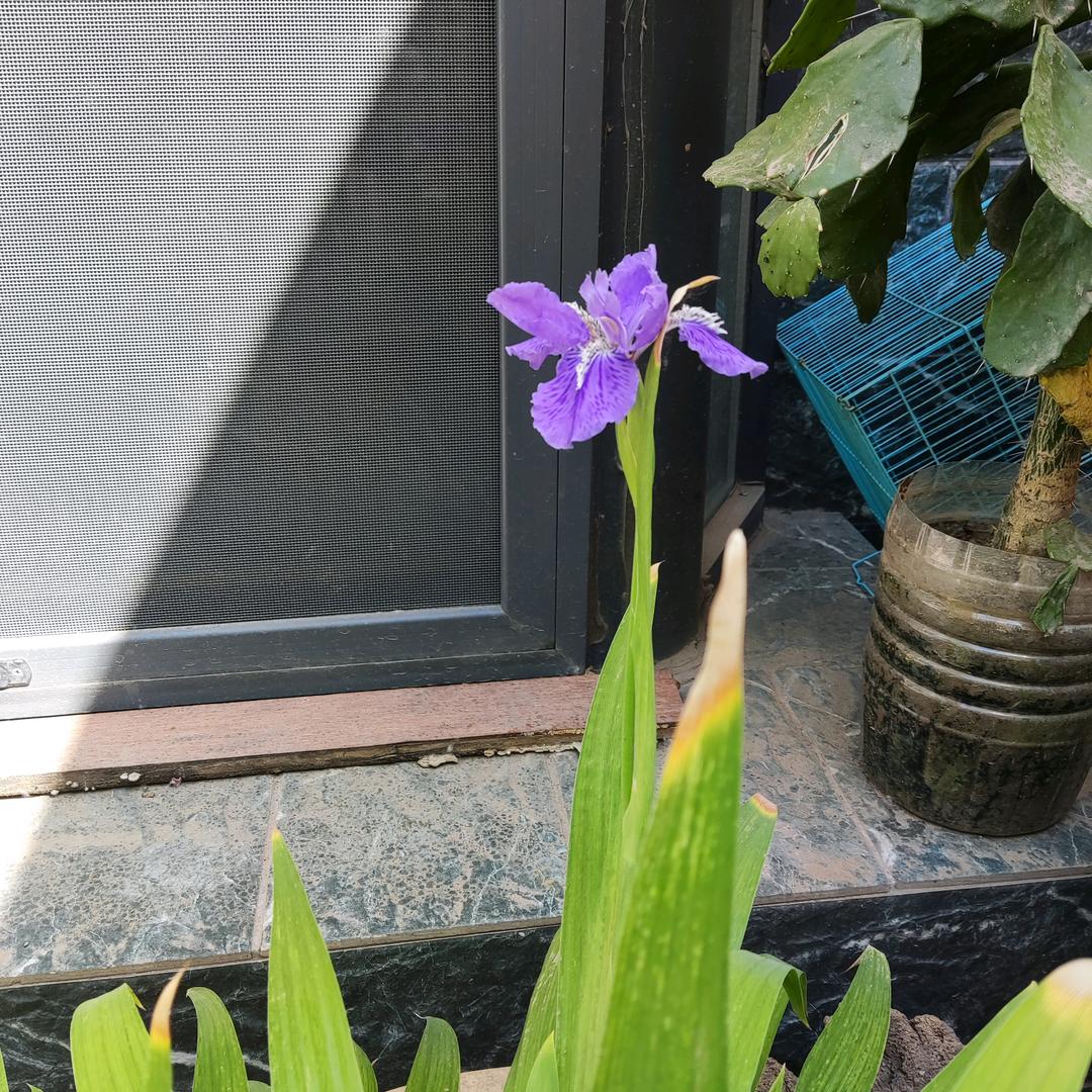 风