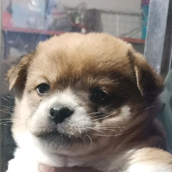 养了个狗叫菜菜 毛很长