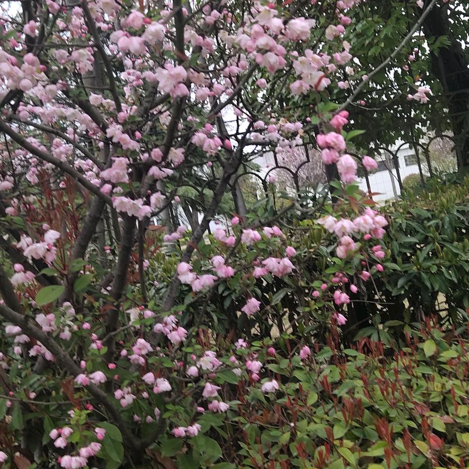 繁星