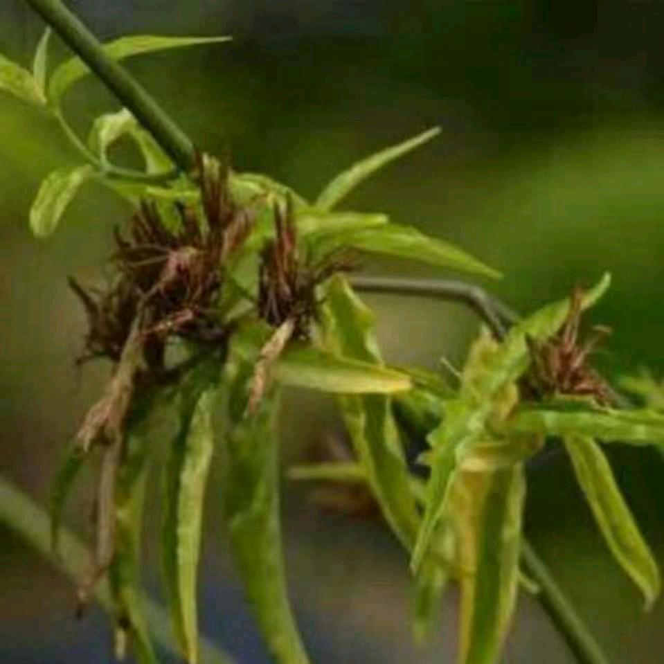 沉默寡言