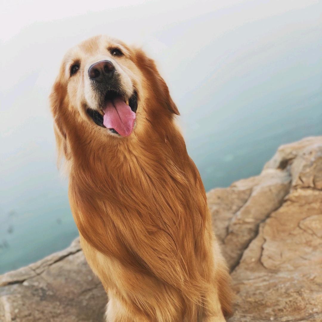 毛毛爱宠生活