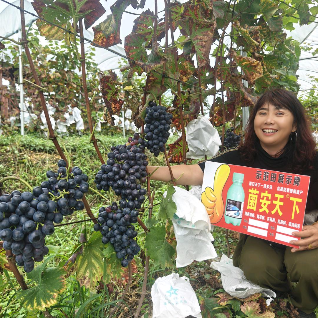 #景红农业为绿色农业而来为安全餐桌而存在