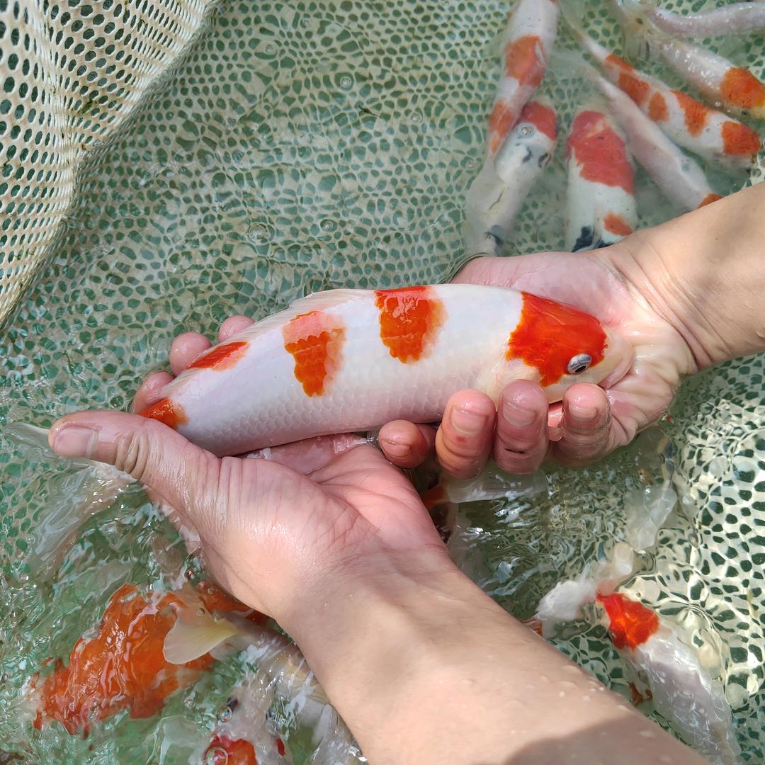 临畅锦鲤1