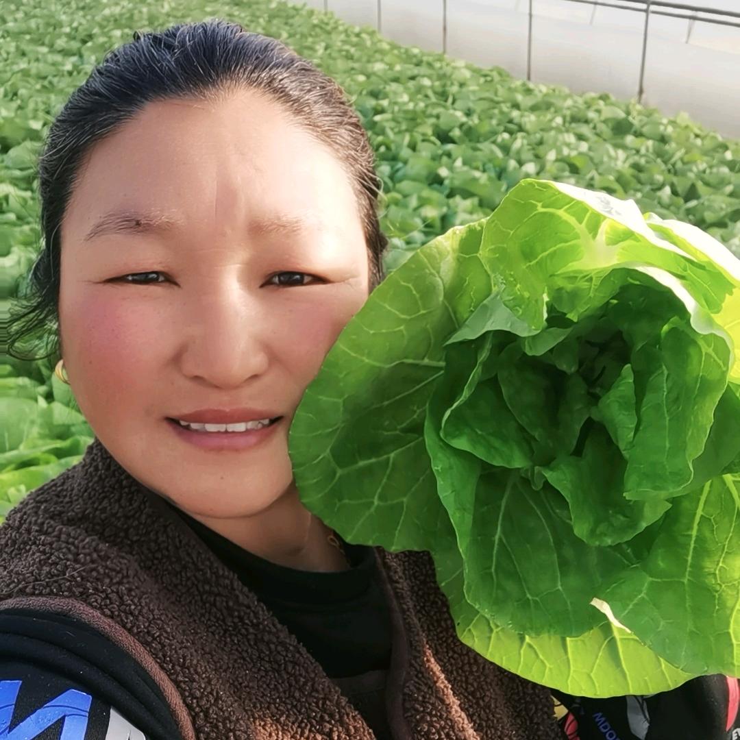 蔬菜李姐