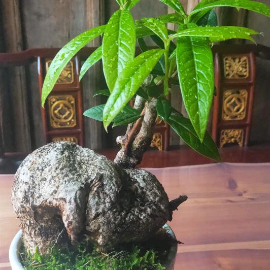 乡村旮旯