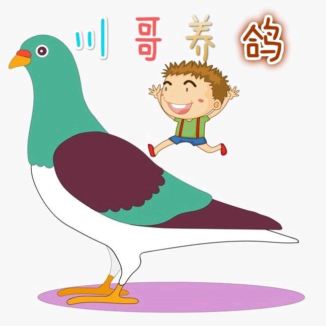 川哥养鸽子🕊️