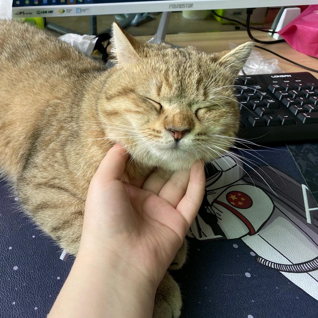 猫大金 宠物用品