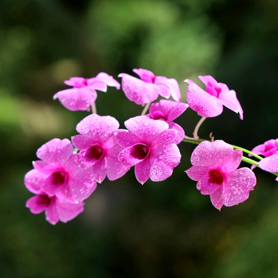 秋百合