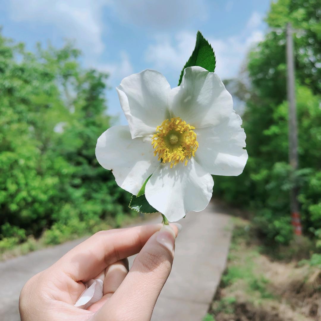 郑大大